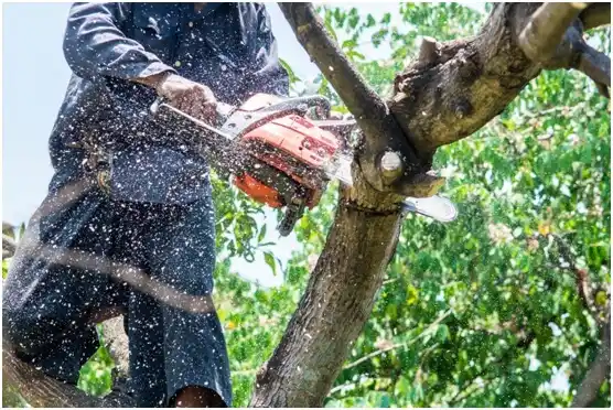 tree services West Salem